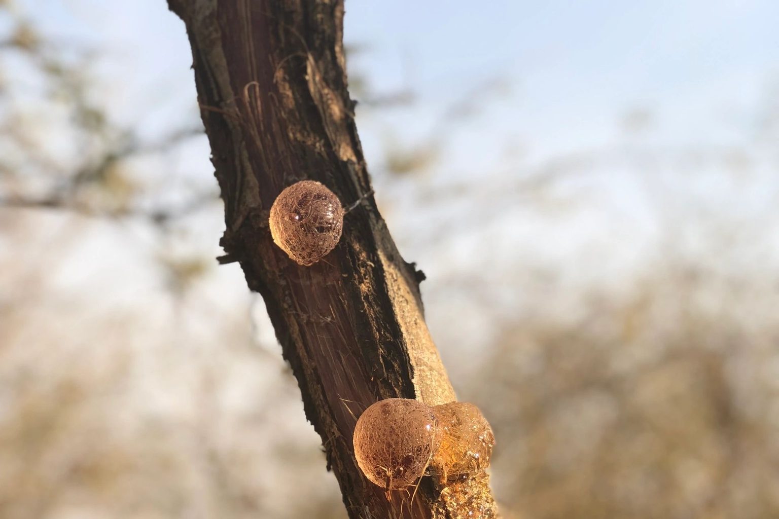 Gum Arabic Market Gains Momentum as Clean-Label Ingredient Demand Accelerates | CAGR 6.3% | Persistence Market Research